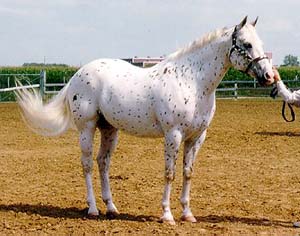 Calul din rasa Colorado Rangerbred de la locul sau de provenienta din Campiile Statului Colorado. In ciuda aparentelor, aceasta rasa de cal nu este un alt tip de cal Appaloosa. Are propria sa mostenire, desi multi din caii din aceasta rasa au dubla inregistrare atat in Registrul rasei lor cat si in cel al rasei Appaloosa atat in Statele Unite cat si in Canada. Exista o sansa din zece ca un cal Appaloosa sa fie un Rangerbred "ratacit".